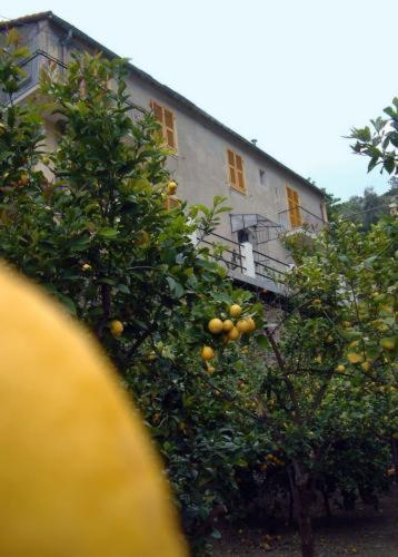 La Casa Dei Limoni Hotel Monterosso al Mare Exterior photo